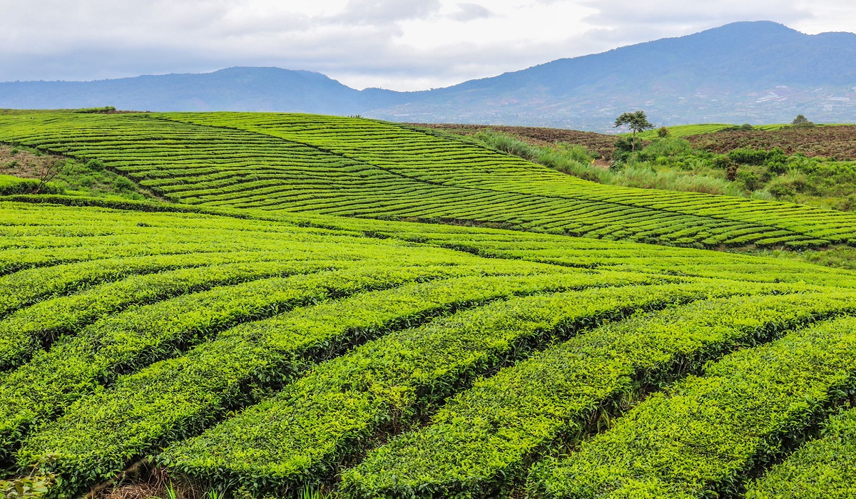 Hamparan Hijau yang Luas, Simak 5 Daftar Wisata Kebun Teh Seru di Indonesia dengan Visual Memukau
