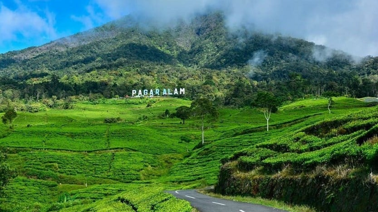 Tips Lokasi Bermalam di Pagaralam Menikmati Pemandangan Gunung Hingga Kebun Teh