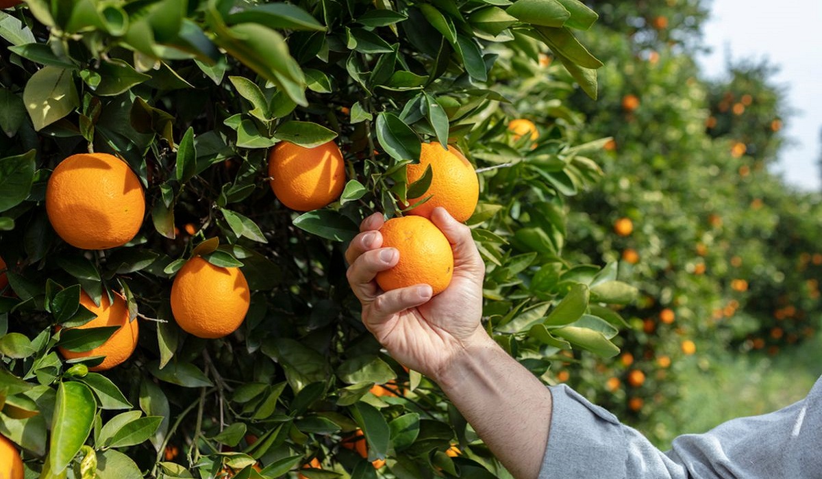 5 Rekomendasi Wisata Petik Buah Yogyakarta Dijamin Seru dan Menarik untuk Liburan Akhir Pekan