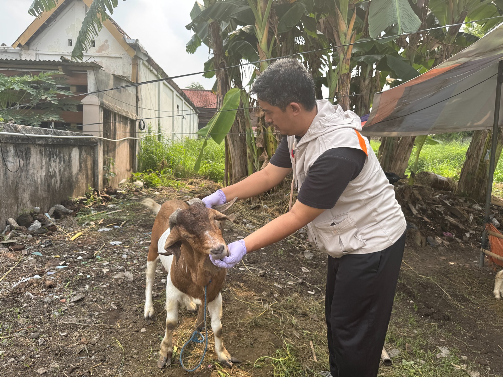 DPP Kota Yogya Sidak Pasar Hewan Kurban, Ribuan Domba dan Sapi Lolos Pemeriksaan