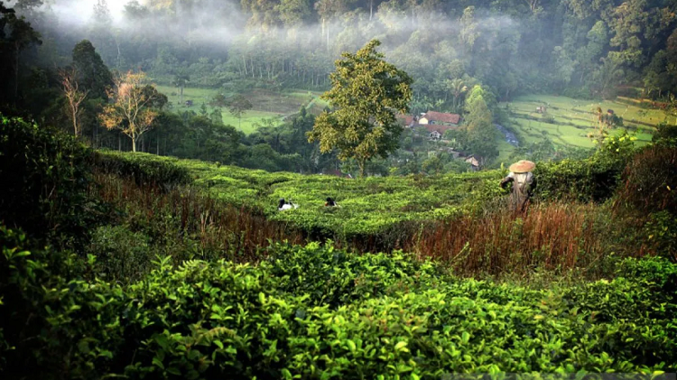 Eksplorasi Alam Bogor, Berikut Spot Trekking Ramah Pemula dan Anak-anak, Berikut Info Selengkapnya