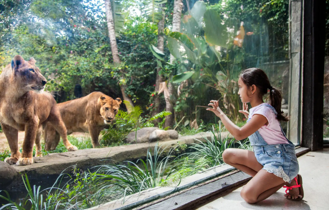 Ini Dia Wisata Terbaru 2024! Kebun Binatang Terbesar di Indonesia, Beragam Satwa bisa Anda Lihat Disini