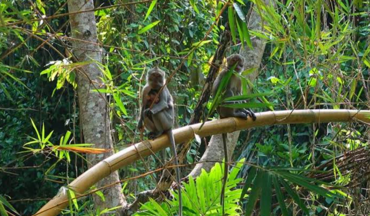 Masuk Pemukiman, Warga Gusar; Monyet Ekor Panjang Serang Lahan Pertanian di Wilayah Imogiri hingga Mangunan