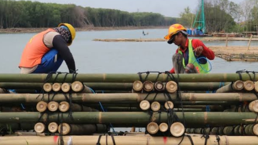 Ternyata Begini Tujuannya! 10 Juta Bambu Jadi Rahasia Konstruksi Tol Semarang-Demak
