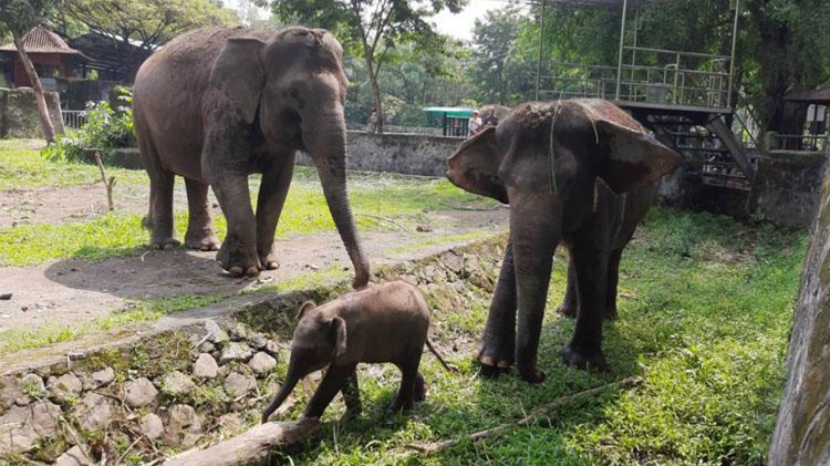 Info Lengkap Jam Operasional, Paket Buka Puasa, dan Promo Tiket Wisata Ramadan 2026 di Gembira Loka Zoo