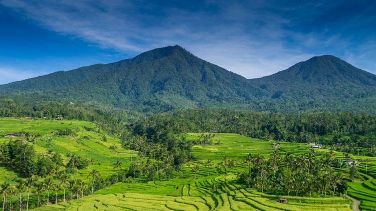 Eksotis dan Sangat Menyejukkan, Berikut Destinasi Sawah Terasering Terbaik di Pulau Bali