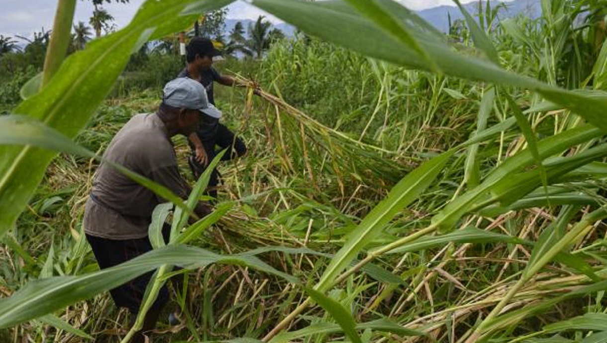 Potensi Pertanian Jagung Gunungkidul Berharap Dimaksimalkan Petani untuk Ketahanan Pangan di DIY