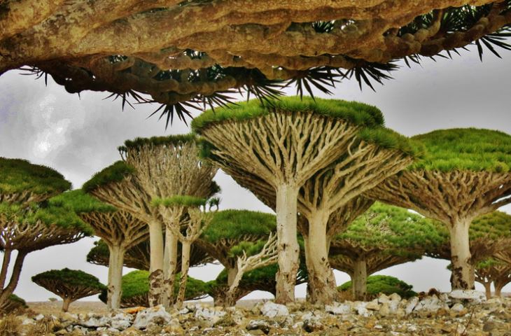 Pulau Socotra: Harta Karun Alam Semesta yang Tersembunyi
