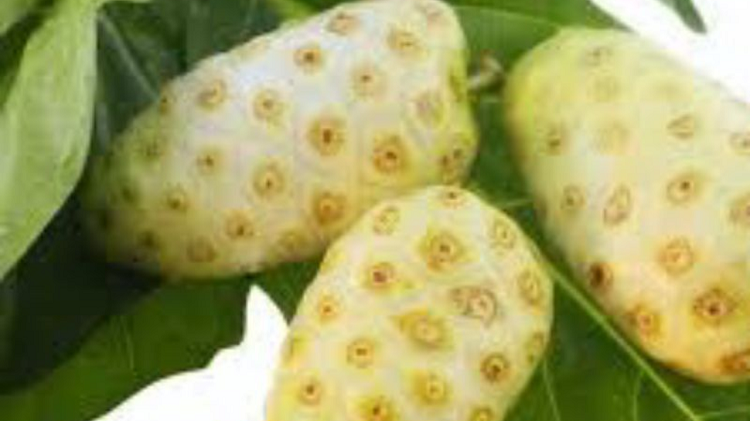 Sering Diabaikan, ternyata Buah Mengkudu Punya Segudang Manfaat Kesehatan Untuk Tubuh