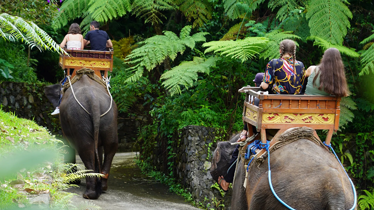 Liburan Keluarga ke Tasta Zoo Bali, Kebun Binatang Ramah Lingkungan dengan Satwa Langka