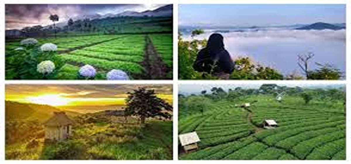 Wajib Kunjungi 2025! Mari Eksplorasi Destinasi Wisata Bojonegoro, Panorama Keindahan Alam Memikat Mata