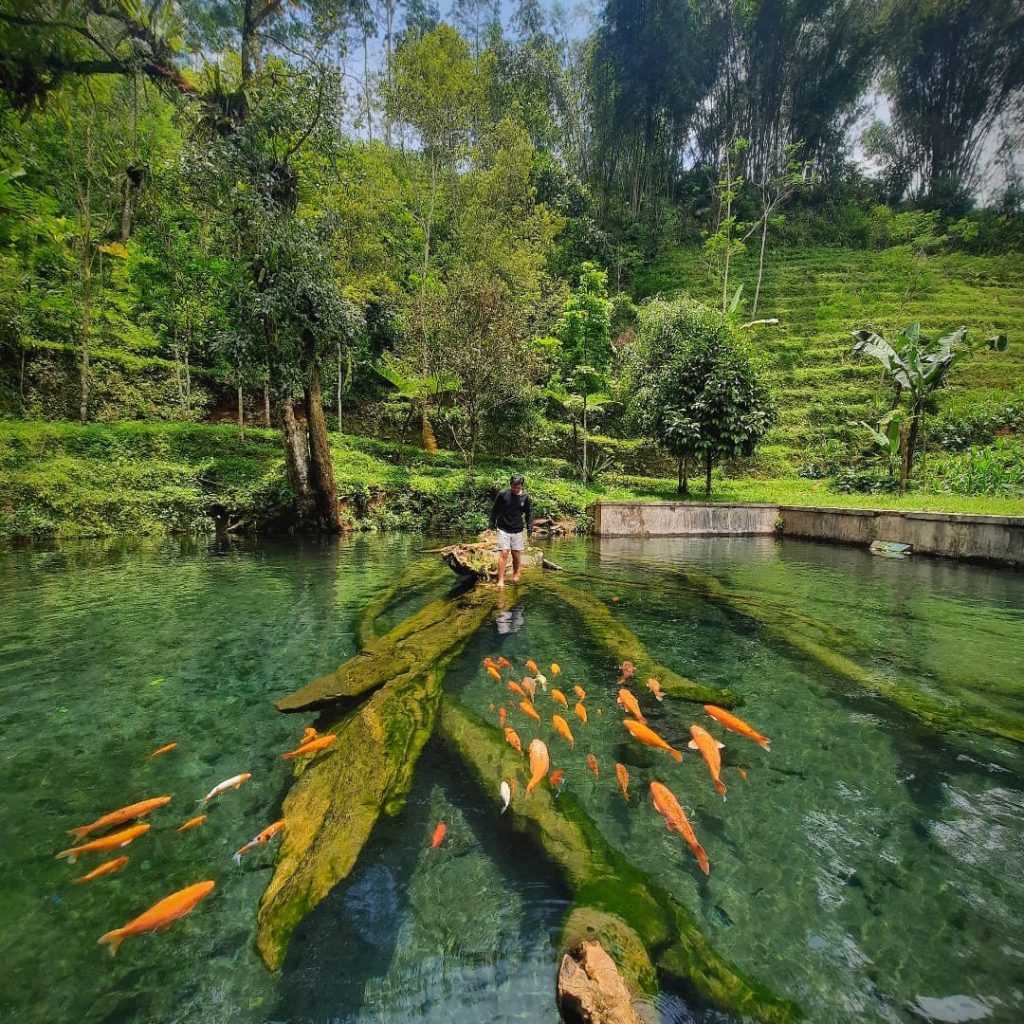 Wisata Terbaru 2024 Umbul Mudal Slukatan Wonosobo: Berenang Sambil Ditemani Ikan Koi