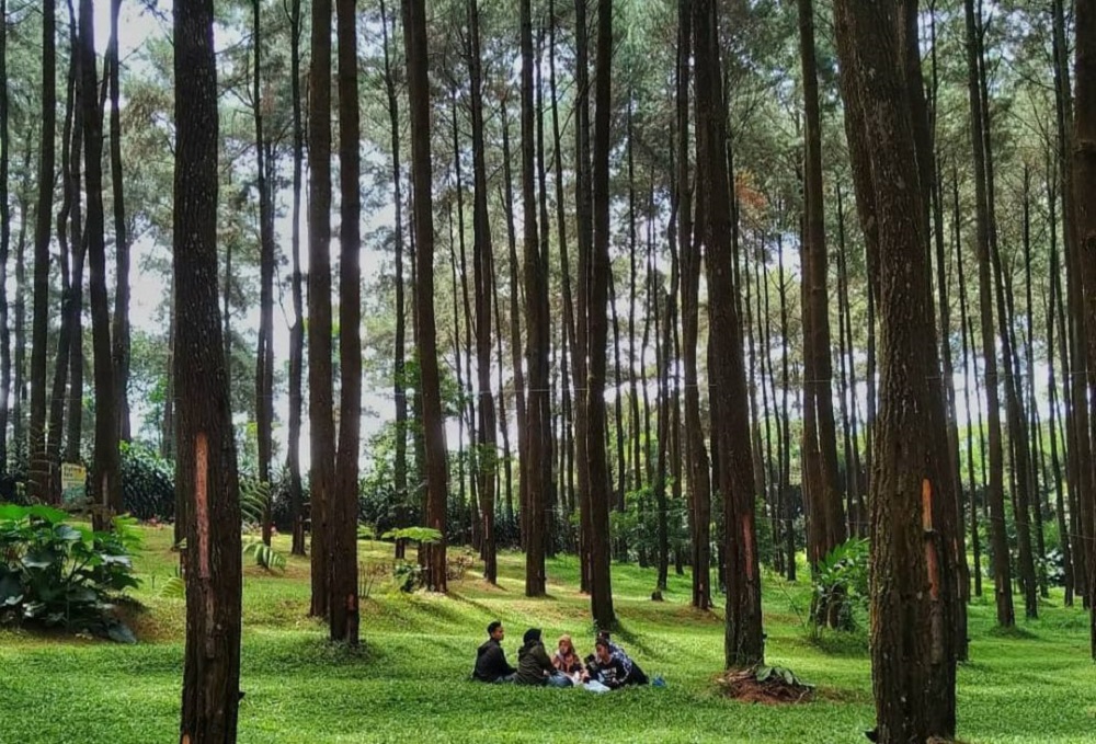 Masih Hitz Sebagai Wisata Terbaru 2024, Pesona Alam Hutan Pinus Prabanlintang Bikin Betah 