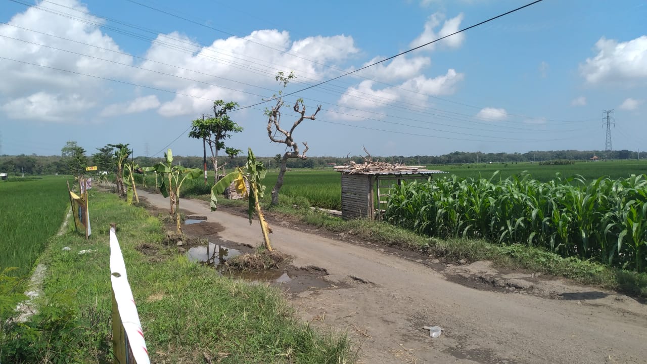 Protes Jalanan Berlubang, Warga Kulon Progo Tanam Puluhan Pohon Pisang di Tengah Jalan