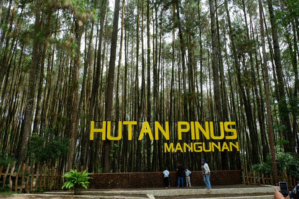 Pesona Eksotis Wisata Terbaru 2024 Hutan Pinus Mangunan Jogja, Banyak Spot Foto Menarik