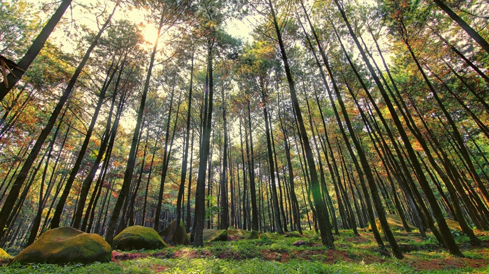 Libur Lebaran Sambil Refreshing? Inilah Wisata Terbaru 2024 Hutan Pinus Jawa Timur Dengan Spot Instagramable