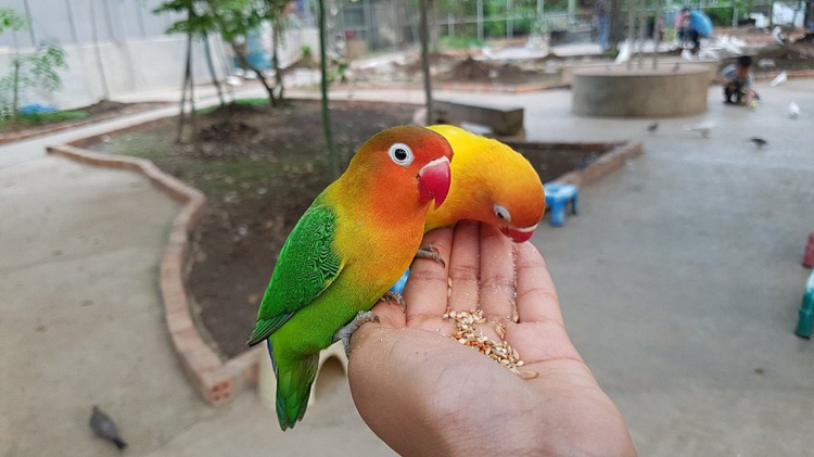 Lonjakan Pengunjung dan Koleksi Baru Palembang Bird Park, Cek Ulasan Lengkapnya Disini