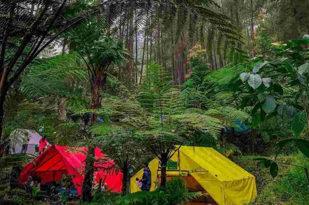 Rekomendasi Tempat Camping di Puncak untuk Liburan Menyegarkan Saat Weekend, Simak Lengkapnya Disini