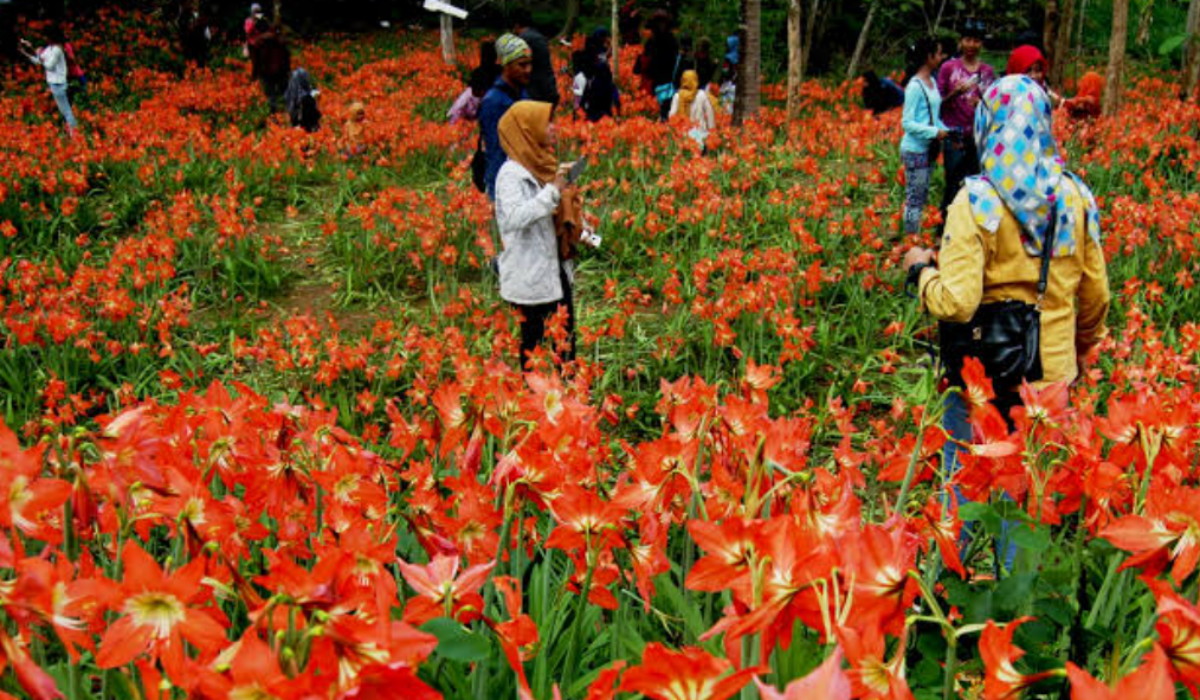 Surganya Hamparan Bunga, Simak Pesona Wisata Terbaru 2024 Cantiknya Taman Bunga Amarilis