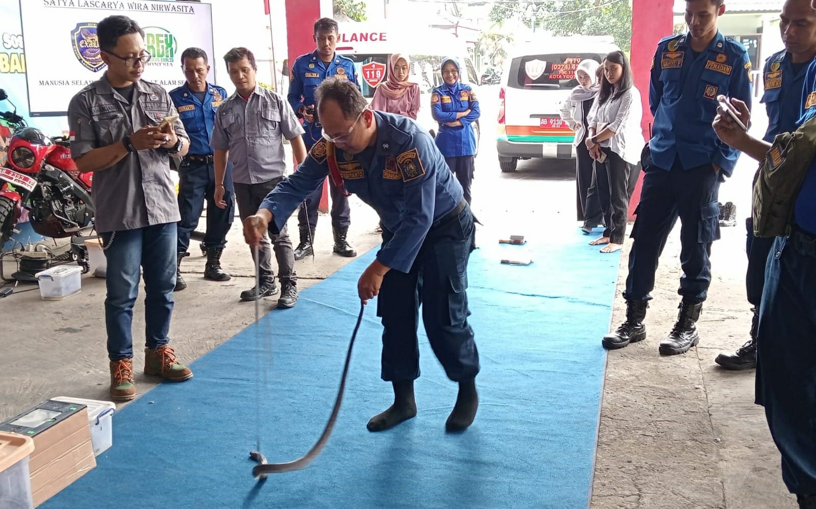 Kasus Evakuasi Hewan di Kota Jogja Meledak, 771 Laporan Didominasi Sarang Tawon dan Ular