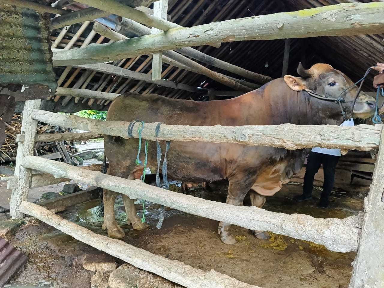 Sapi Kurban Bantuan Presiden Prabowo Akan Dibagikan kepada 1.299 Penggerobak Sampah Kota Yogyakarta