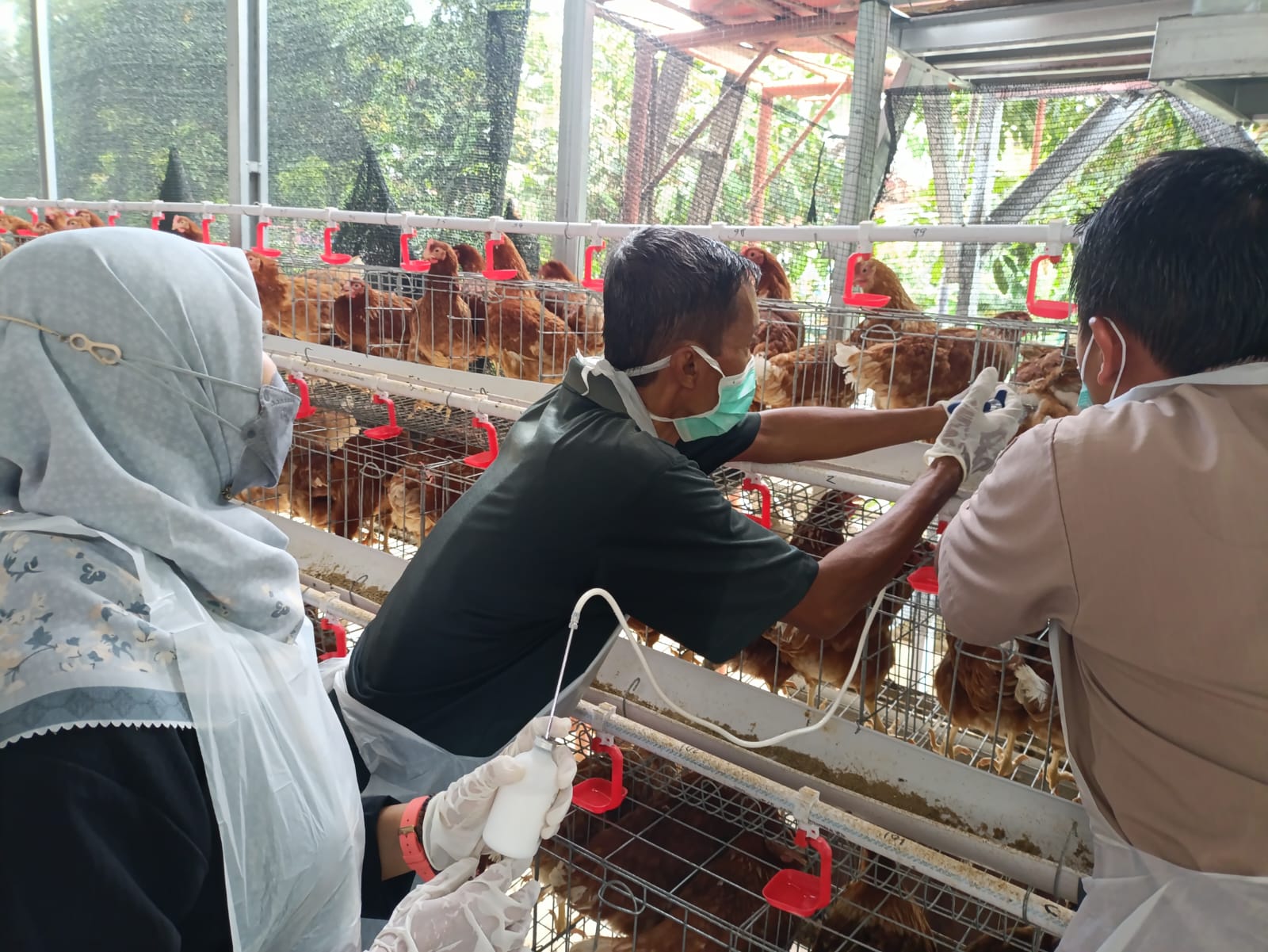 Yogyakarta Bebas Rabies dan PMK, Vaksinasi Hewan Gratis Berlanjut 2026