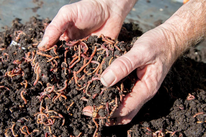 6 Cara Mudah dan Efektif Budidaya Cacing Tanah untuk Peningkatan Hasil Tani dan Pengelolaan Limbah Organik