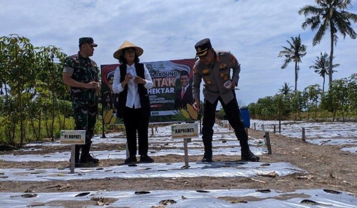 Ciptakan Ketahanan Pangan, DP3 Kabupaten Sleman Dorong Peningkatan Produksi Jagung