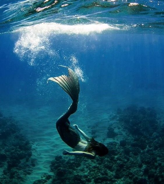 Ikan Duyung Di laut Fakta? Misteri Ikan Duyung di Laut Antara Mitos dan Realitas