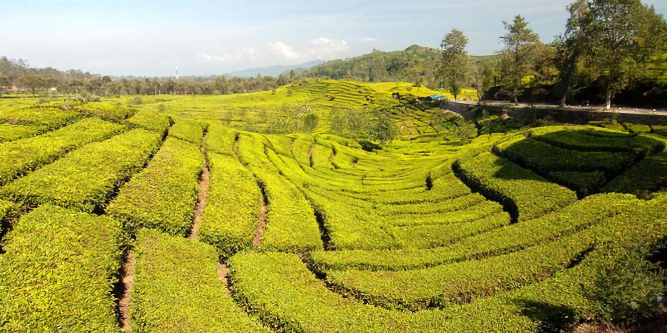 3 Tempat Wisata Terbaru 2024 Subang, Tampilkan Pemandangan Alam Indah dan Hits