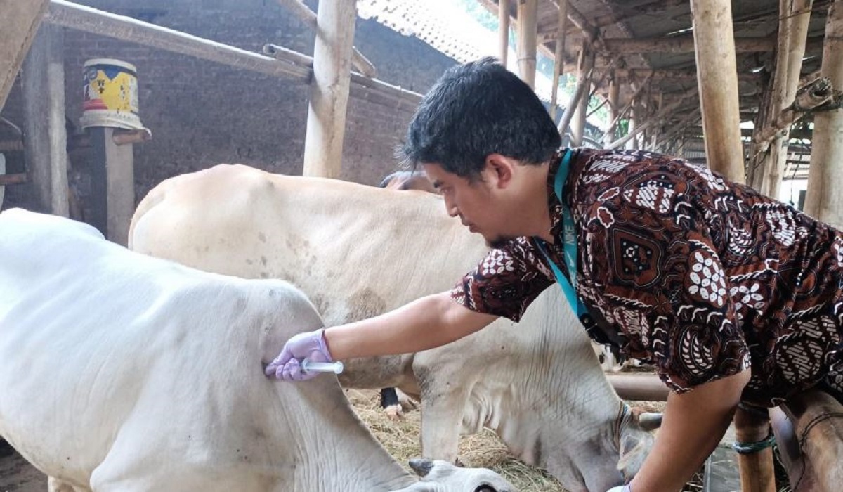 Cegah Perkembangan Kasus PMK, Pemkot Yogyakarta Kembali Lakukan Vaksinasi Ternak secara Intensif