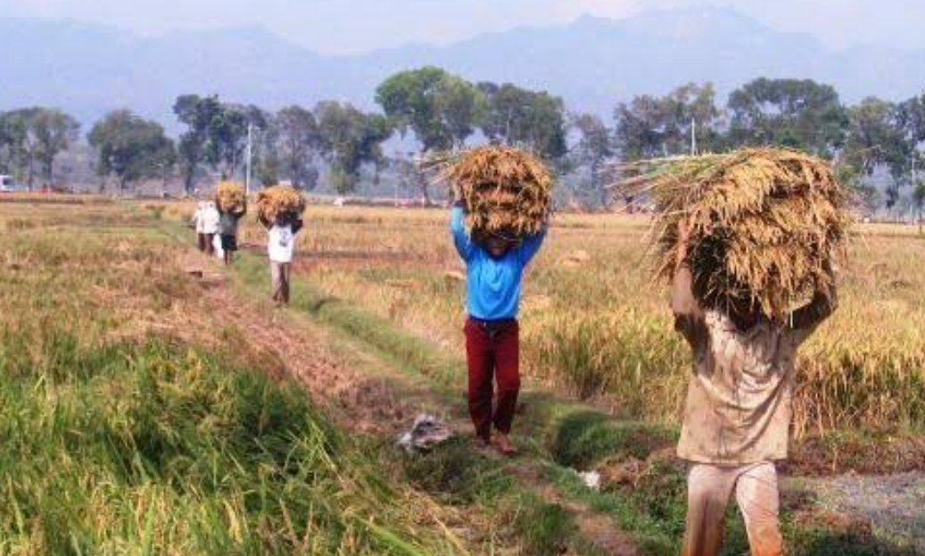 Produksi Padi di Yogyakarta Diperkirakan Akan Turun di Akhir Tahun 2024, Begini Kata Kepala Badan Pusat Statis