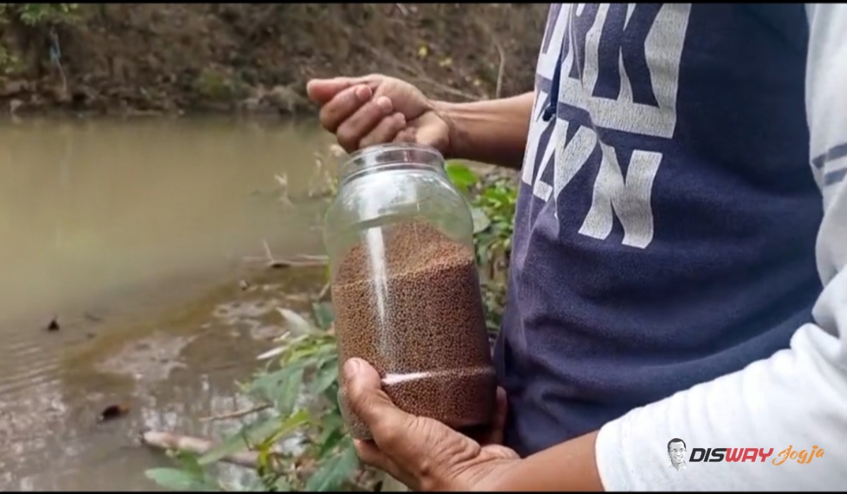 Suaka Perikanan di Bantul Mulai Jadi Atraksi Wisata, Warga Bisa Beri Makan Ikan di Sungai