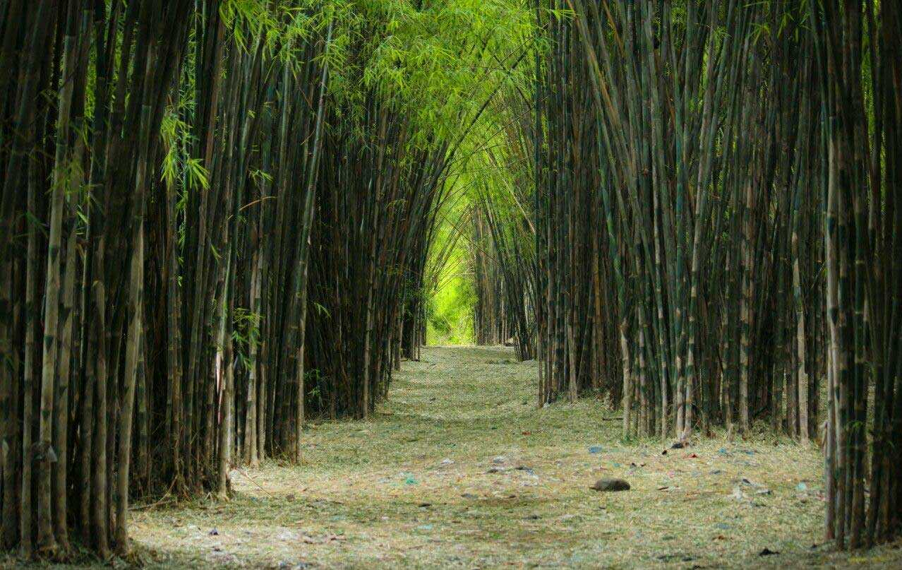 Mirip Hutan Bambu Sagano Jepang, Hutan Bambu Keputih Surabaya Tempat Refresing di Tengah Kota