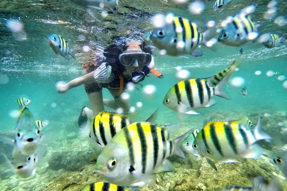 Mengintip Keindahan Biota Laut? Wisata Terbaru 2024 Pantai Yogyakarta dengan Spot Snorkeling Terbaik