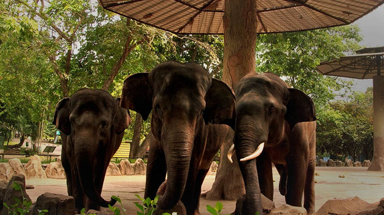 Detail Daya Tarik Ragunan Jakarta yang jadi Wisata Legenda, Simak Informasi Lengkapnya Disini