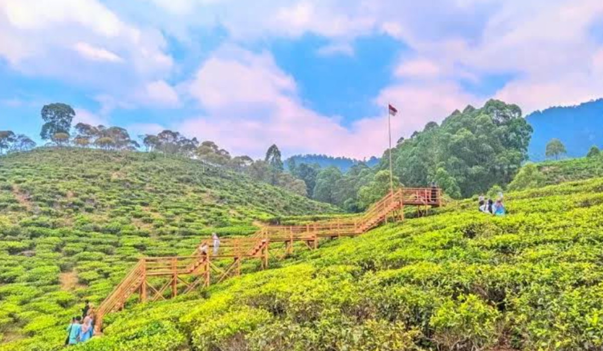 Wisata Terbaru 2024 Kebun Teh Jamus: Hamparan Indah Mempesona, Cek Tiket Masuknya Disini