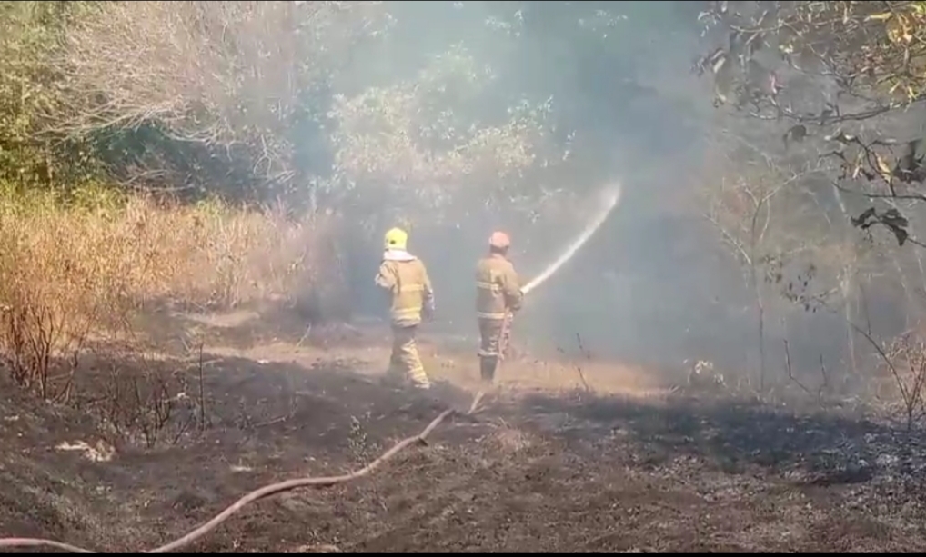 Hutan Ilalang Terbakar di Sembung Gamping, Berhasil Dipadamkan Damkar Sleman
