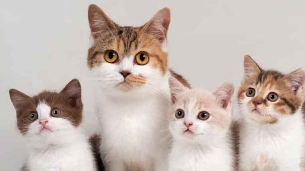  Yuk Intip 9 Keunikan Hari Kucing Sedunia, No 2 Kadang Sering diabaikan