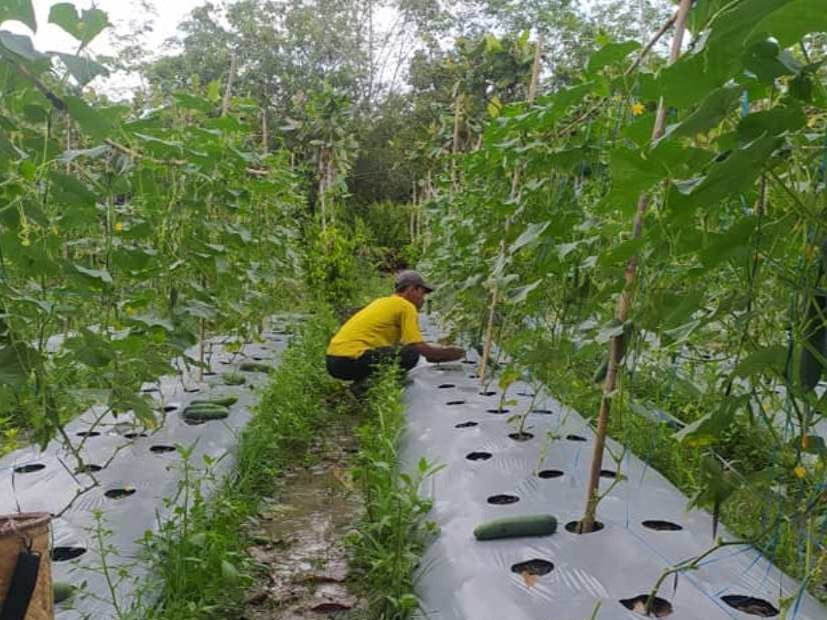 Hasil Panen Sayur di Paguyangan Tak Maksimal, Produksi Turun