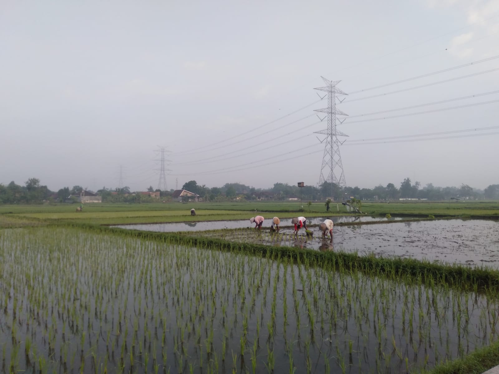 Kekeringan Diprediksi Terjadi, Petani Sleman Mulai Beralih Komoditas