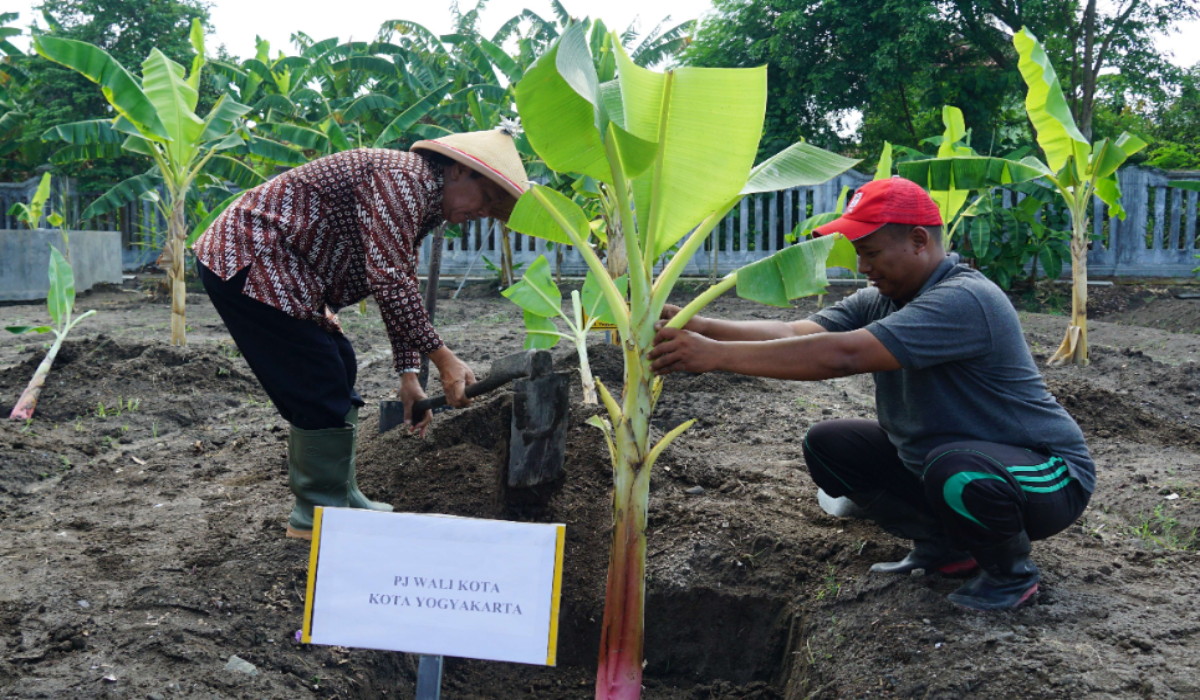 Potensi Tambah Pendapatan Daerah, Kebun Plasma Nutfah Pisang di Yogyakarta Mendapat Perhatian Khusus