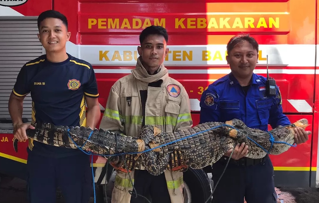 Seekor Buaya Sepanjang 2 Meter Berkeliaran di Bantul, Sempat Ngamuk dan Hilang kendali