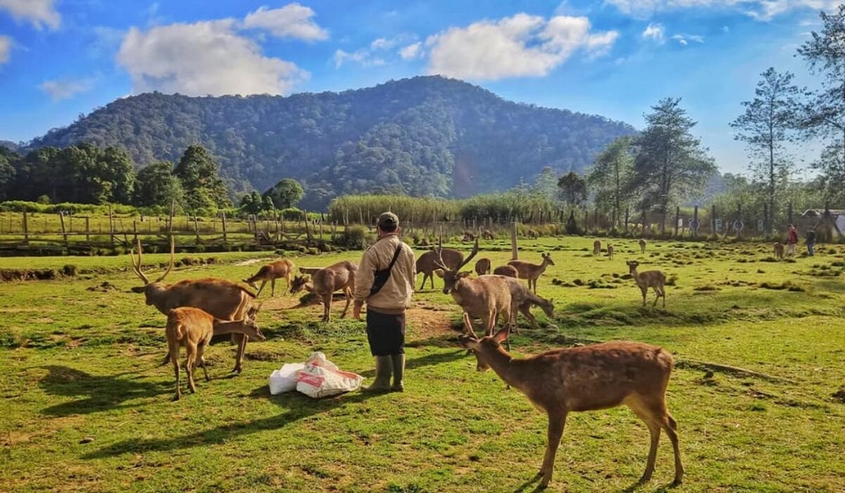 Keindahan Alam Wisata Ranca Upas Bandung: Kegiatan Menarik, Tiket Masuk dan Lokasi Lengkap