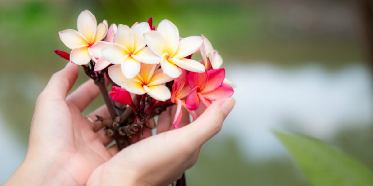 Wajib Tau! Mengenal 7 Manfaat Bunga Kamboja untuk Kesehatan dan Kecantikan, Agar Terlihat Lebih Menarik?