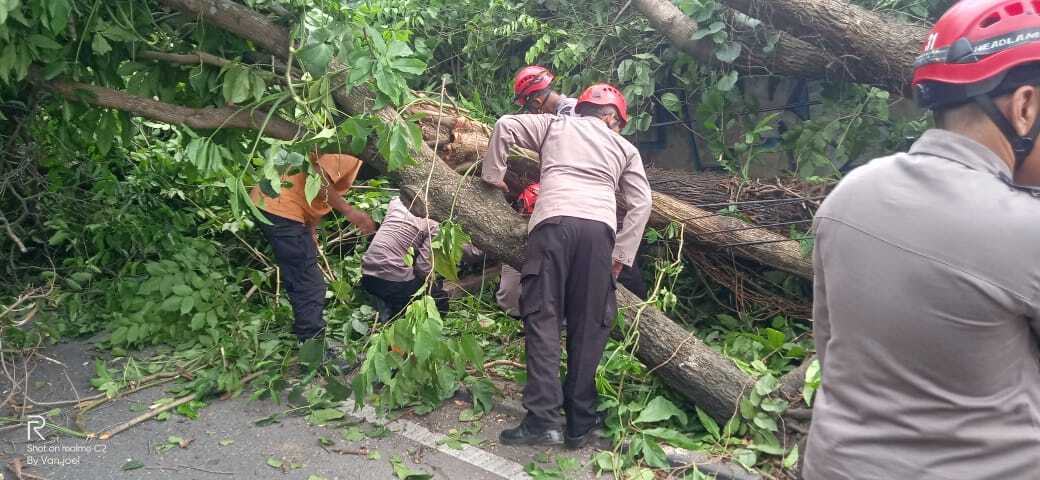Tragedi di Sleman, Pohon Trembesi Roboh Tewaskan Dua Warga di Ring Road Utara