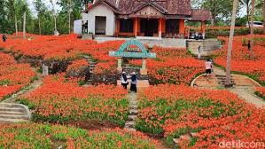 Rekomendasi Tempat Liburan Akhir Tahun Taman Bunga Amarilis, Pesona Bunga yang Menarik Perhatian