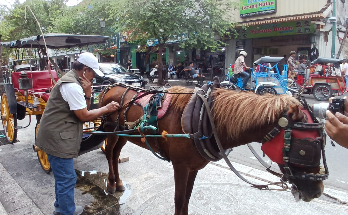 Pemkot Yogyakarta Periksa Kesehatan Gratis Ratusan Kuda Andong Malioboro