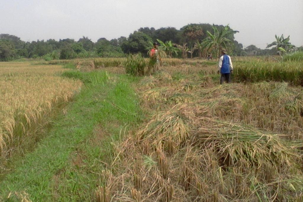 Hama Wereng Batang Coklat Kian Mengganas, Petani di Kabupaten Brebes Panen Dini