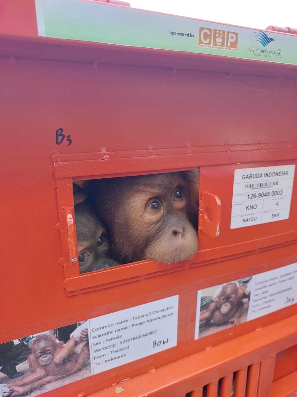 Repatriasi Empat Orangutan dari Thailand, Geopix Soroti Celah Pengawasan Satwa Liar